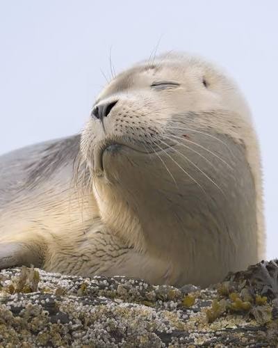A calm, smiling seal